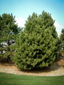 Сосна Чёрная (Pinus Nigra) купить по цене от 270.00р. в интернет-магазине «Посадика» с доставкой почтой в в Щербинкае и по всей России – [изображение №1].