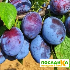 Слива Чачакская ранняя купить по цене от 229.00р. в интернет-магазине «Посадика» с доставкой почтой в в Щербинкае и по всей России – [изображение №1].