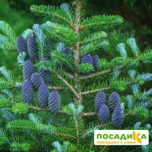 Пихта корейская (Abies koreana) купить по цене от 450.00р. в интернет-магазине «Посадика» с доставкой почтой в в Щербинкае и по всей России – [изображение №1].