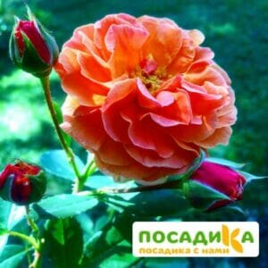 Роза Арабия купить по цене от 350.00р. в интернет-магазине «Посадика» с доставкой почтой в в Щербинкае и по всей России – [изображение №1].