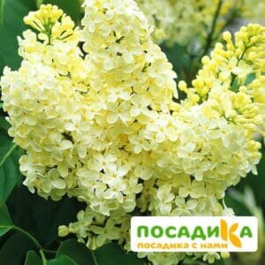 Сирень Примроуз (Primrose) купить по цене от 529.00р. в интернет-магазине «Посадика» с доставкой почтой в в Щербинкае и по всей России – [изображение №1].