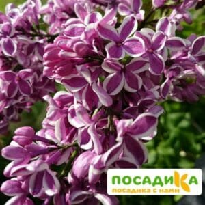 Сирень Сенсация купить по цене от 529.00р. в интернет-магазине «Посадика» с доставкой почтой в в Щербинкае и по всей России – [изображение №1].