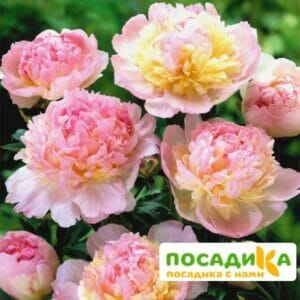 Пион Распберри Сандей (Paeonia Raspberry Sundae) купить по цене от 959р. в интернет-магазине «Посадика» с доставкой почтой в в Щербинкае и по всей России – [изображение №1].