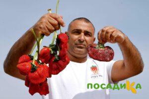 Клубника Гигант Джорнея купить по цене от 266р. в интернет-магазине «Посадика» с доставкой почтой в в Щербинкае и по всей России – [изображение №1].