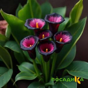 Калла Аура Лейс купить по цене от 400р. в интернет-магазине «Посадика» с доставкой почтой в в Щербинкае и по всей России – [изображение №1].