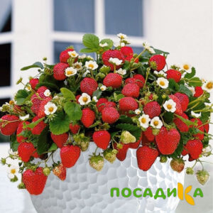 Клубника Рубиновый Шепот (горшечная) купить по цене от 240р. в интернет-магазине «Посадика» с доставкой почтой в в Щербинкае и по всей России – [изображение №1].