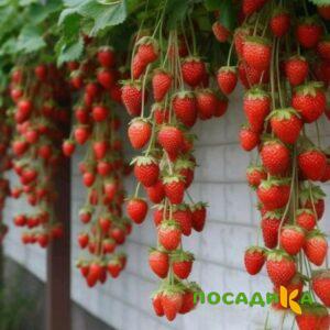 Клубника вьющаяся Комплимент купить по цене от 470р. в интернет-магазине «Посадика» с доставкой почтой в в Щербинкае и по всей России – [изображение №1].