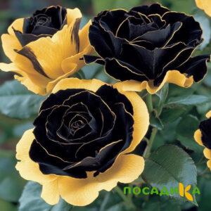 Роза Ханни Сикл купить по цене от 700р. в интернет-магазине «Посадика» с доставкой почтой в в Щербинкае и по всей России – [изображение №1].