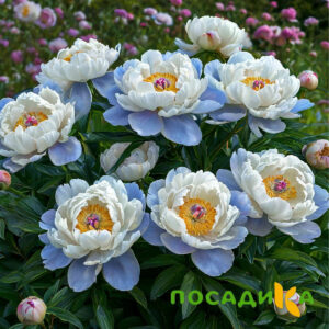 Пион акварельный Этюд купить по цене от 806р. в интернет-магазине «Посадика» с доставкой почтой в в Щербинкае и по всей России – [изображение №1].