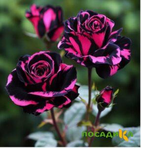 Роза Багровый Шепот купить по цене от 366р. в интернет-магазине «Посадика» с доставкой почтой в в Щербинкае и по всей России – [изображение №1].