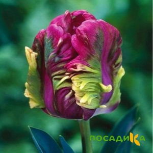 Тюльпан Экзотик Хэвен купить по цене от 186р. в интернет-магазине «Посадика» с доставкой почтой в в Щербинкае и по всей России – [изображение №1].