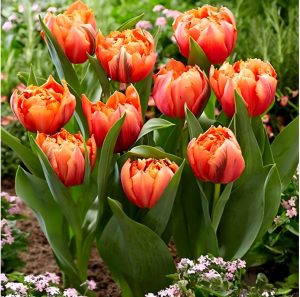 Тюльпан Гудошник Дабл купить по цене от 185р. в интернет-магазине «Посадика» с доставкой почтой в в Щербинкае и по всей России – [изображение №1].