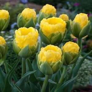 Тюльпан махровый Ванила Коп купить по цене от 159р. в интернет-магазине «Посадика» с доставкой почтой в в Щербинкае и по всей России – [изображение №1].