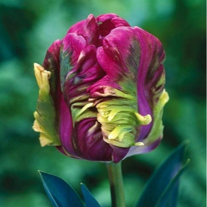 Тюльпан Экзотик Хэвен купить по цене от 186р. в интернет-магазине «Посадика» с доставкой почтой в в Щербинкае и по всей России – [изображение №1].